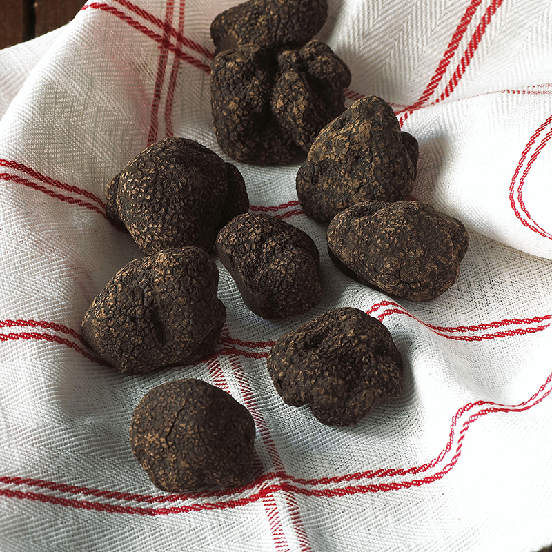 Black winter truffle
